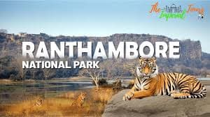 Ranthambore Safari Experience